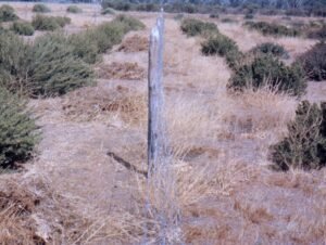 Rinconada de Maipú - Cultivos