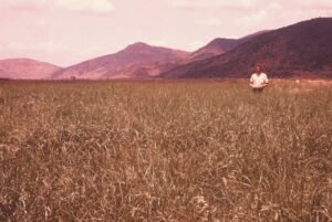 Rinconada de Maipú - Cultivos
