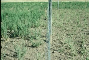 Rinconada de Maipú - Cultivos