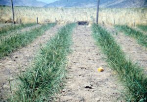 Rinconada de Maipú - Cultivos