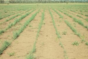 Rinconada de Maipú - Cultivos