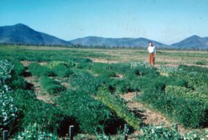 Rinconada de Maipú - Cultivos