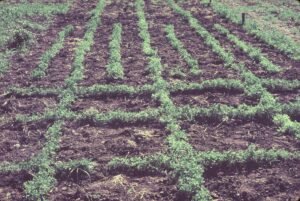 Rinconada de Maipú - Cultivos