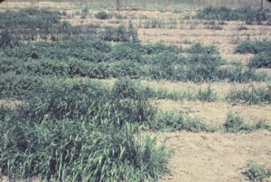 Rinconada de Maipú - Cultivos