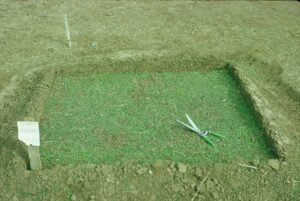 Rinconada de Maipú - Cultivos