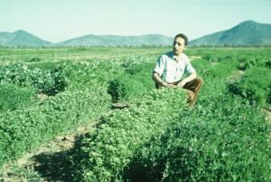 Rinconada de Maipú - Cultivos