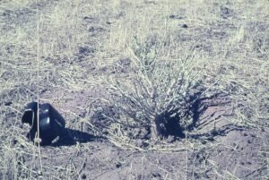 Rinconada de Maipú - Cultivos