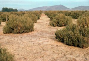 Rinconada de Maipú - Cultivos