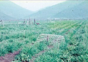 Rinconada de Maipú - Cultivos