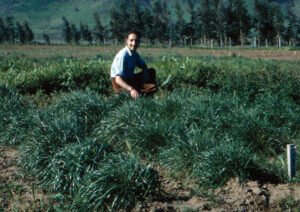 Rinconada de Maipú - Cultivos