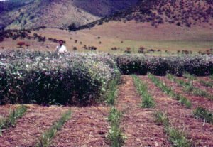 Rinconada de Maipú - Cultivos