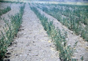 Rinconada de Maipú - Cultivos