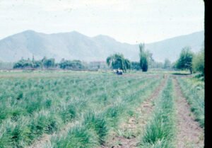 Rinconada de Maipú - Cultivos