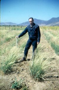 Rinconada de Maipú - Cultivos