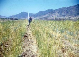 Rinconada de Maipú - Cultivos