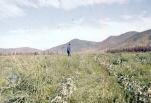 Rinconada de Maipú - Cultivos