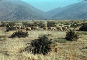 Rinconada de Maipú - Caprinos