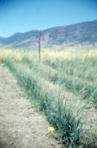 Rinconada de Maipú - Cultivos