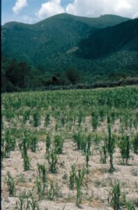 Rinconada de Maipú - Cultivos