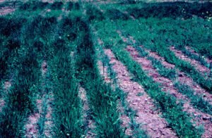 Rinconada de Maipú - Cultivos
