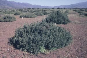 Rinconada de Maipú - Cultivos