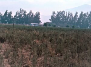 Rinconada de Maipú - Cultivos