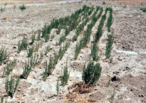 Rinconada de Maipú - Cultivos