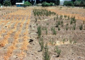 Rinconada de Maipú - Cultivos