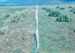 Rinconada de Maipú - Cultivos